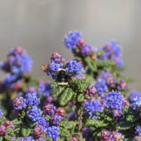 Ceanothus ‘Dark Star’