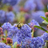 Ceanothus ‘Concha’