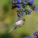 Ceanothus 'Dark Star' - California lilac