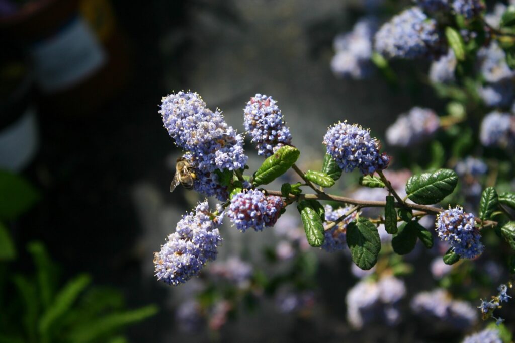 Ceanothus 'Celestial Blue' - California lilac