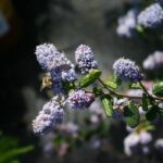 Ceanothus 'Celestial Blue' - California lilac