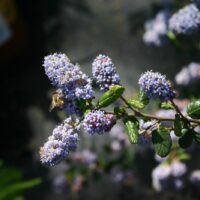 Ceanothus ‘Celestial Blue’
