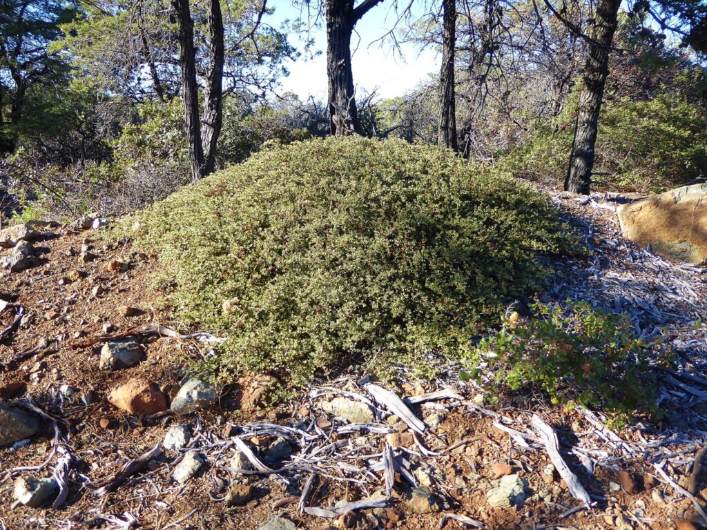Ceanothus confusus - Rincon Ridge ceanothus