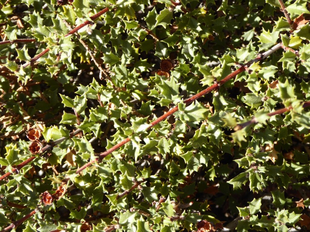 Ceanothus confusus - Rincon Ridge ceanothus