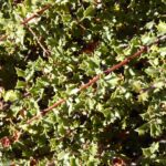 Ceanothus confusus - Rincon Ridge ceanothus