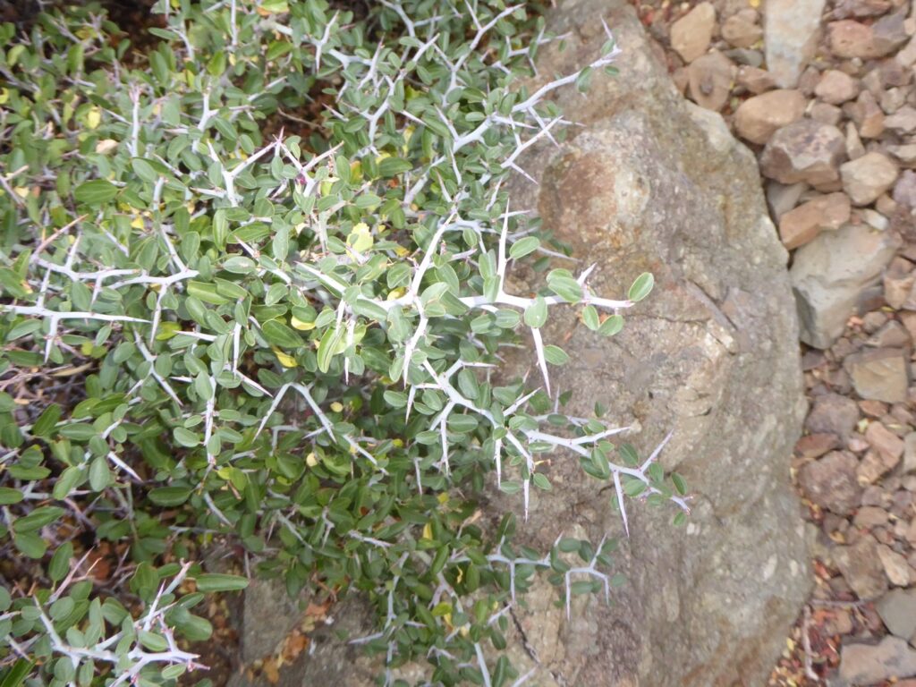 Ceanothus cordulatus - mountain whitethorn