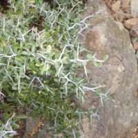 Ceanothus cordulatus