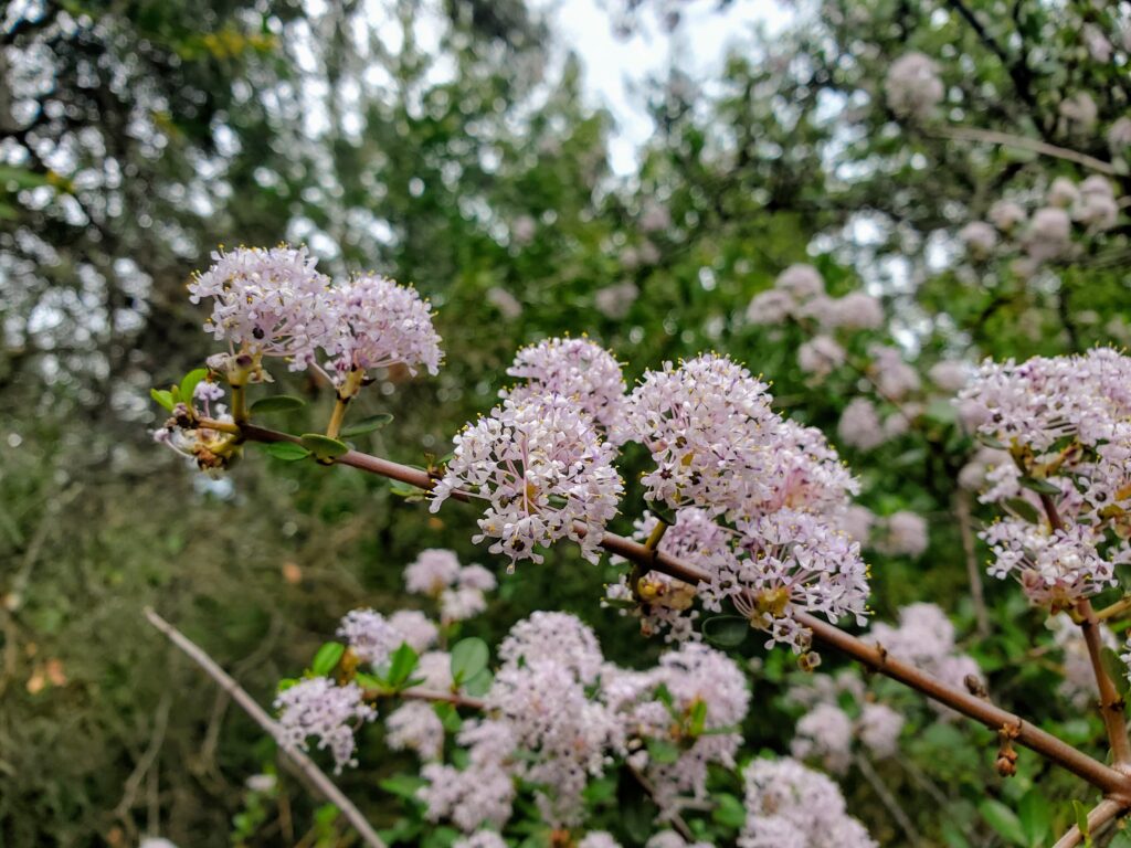 Ceanothus cuneatus - buckbrush