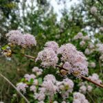 Ceanothus cuneatus - buckbrush