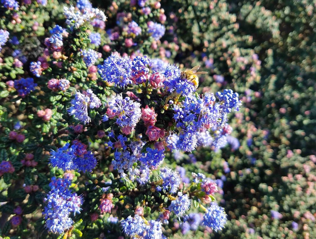Ceanothus 'Dark Star' - California lilac