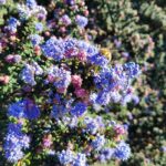 Ceanothus 'Dark Star' - California lilac