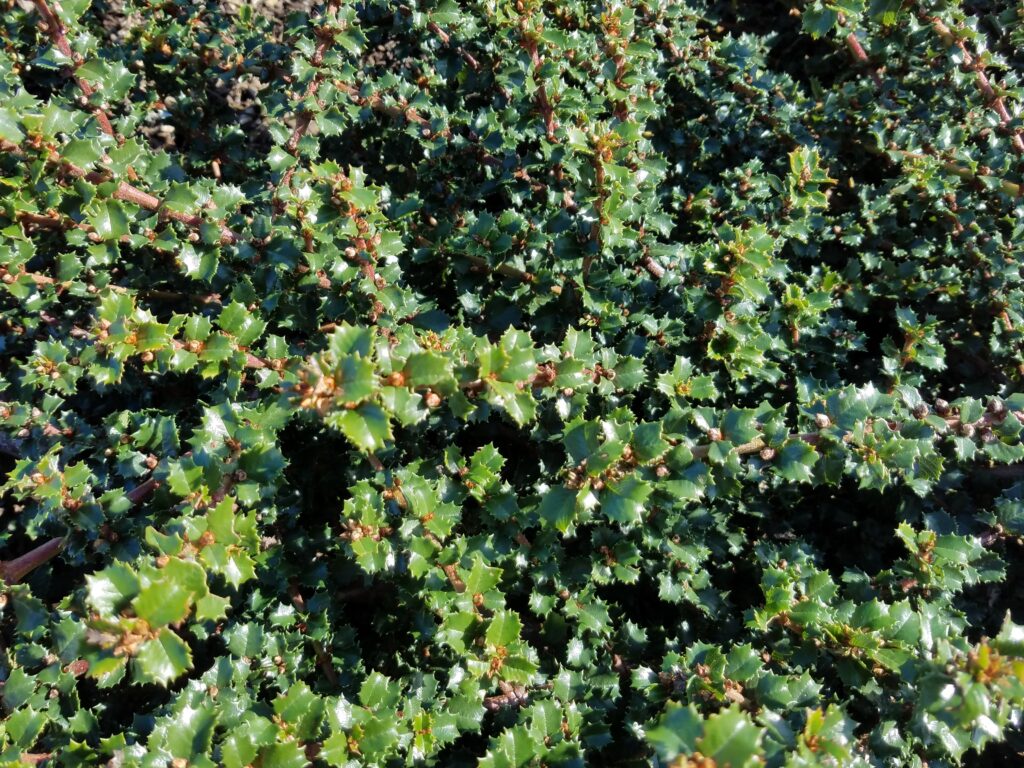 Ceanothus gloriosus var. exaltatus 'Emily Brown' - Navarro ceanothus