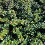 Ceanothus gloriosus var. exaltatus 'Emily Brown' - Navarro ceanothus