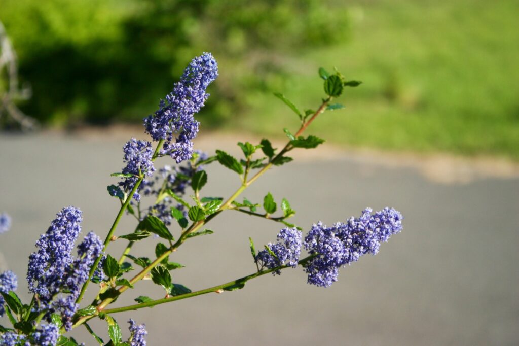 Ceanothus 'Frosty Blue' - California lilac