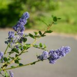 Ceanothus 'Frosty Blue' - California lilac