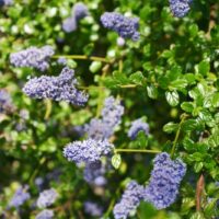 Ceanothus ‘Frosty Blue’