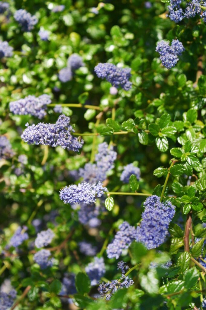Ceanothus 'Frosty Blue' - California lilac