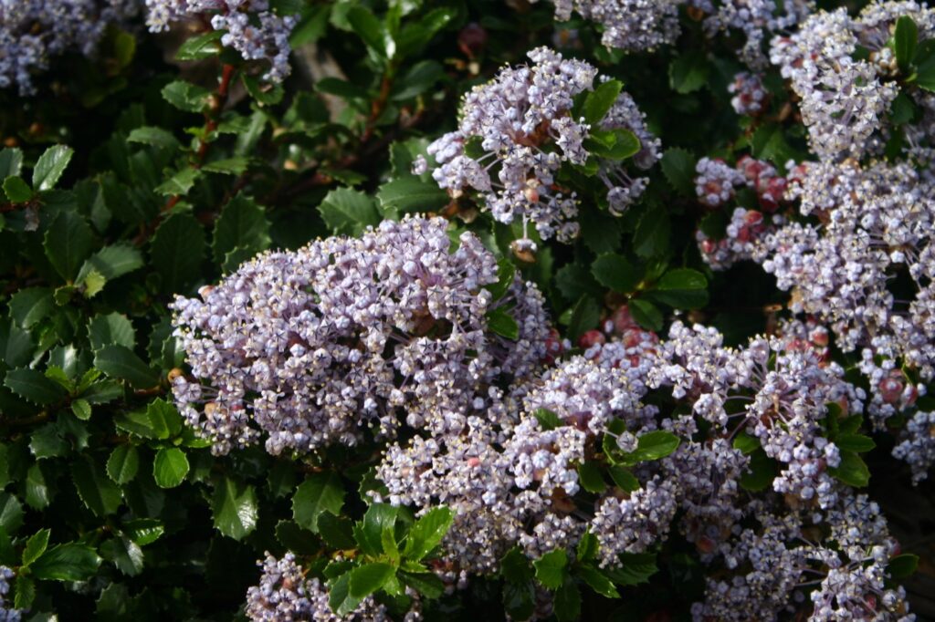 Ceanothus gloriosus var. gloriosus 'Anchor Bay' - Point Reyes ceanothus