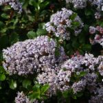 Ceanothus gloriosus var. gloriosus 'Anchor Bay' - Point Reyes ceanothus