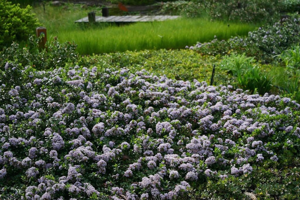 Ceanothus gloriosus var. gloriosus 'Anchor Bay' - Point Reyes ceanothus