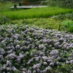 Ceanothus gloriosus var. gloriosus 'Anchor Bay' - Point Reyes ceanothus