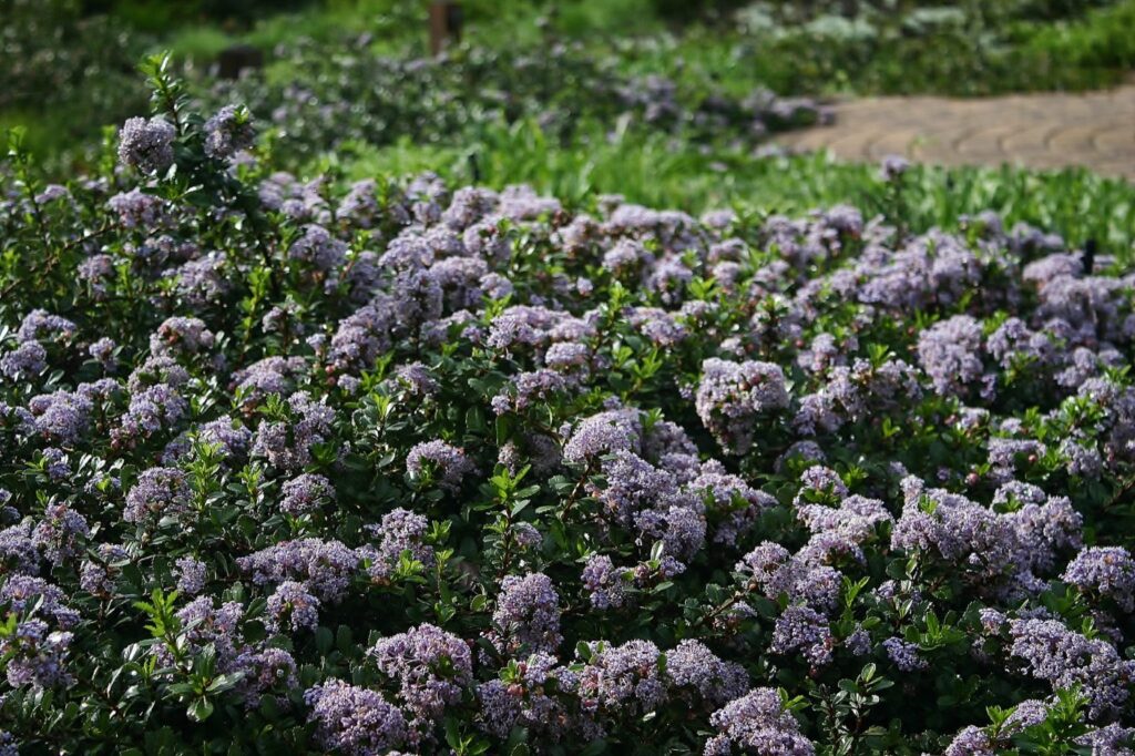 Ceanothus gloriosus var. gloriosus 'Anchor Bay' - Point Reyes ceanothus