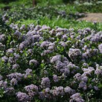 Ceanothus gloriosus var. gloriosus ‘Anchor Bay’