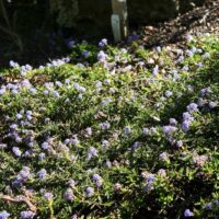 Ceanothus hearstiorum