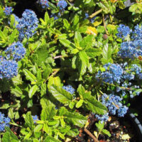 Ceanothus ‘Joyce Coulter’