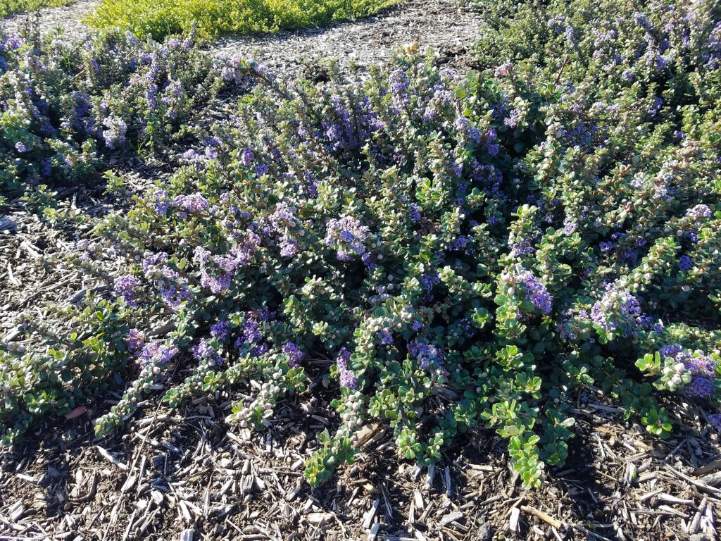 Ceanothus maritimus 'Valley Violet' - Santa Barbara ceanothus