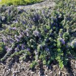 Ceanothus maritimus 'Valley Violet' - Santa Barbara ceanothus