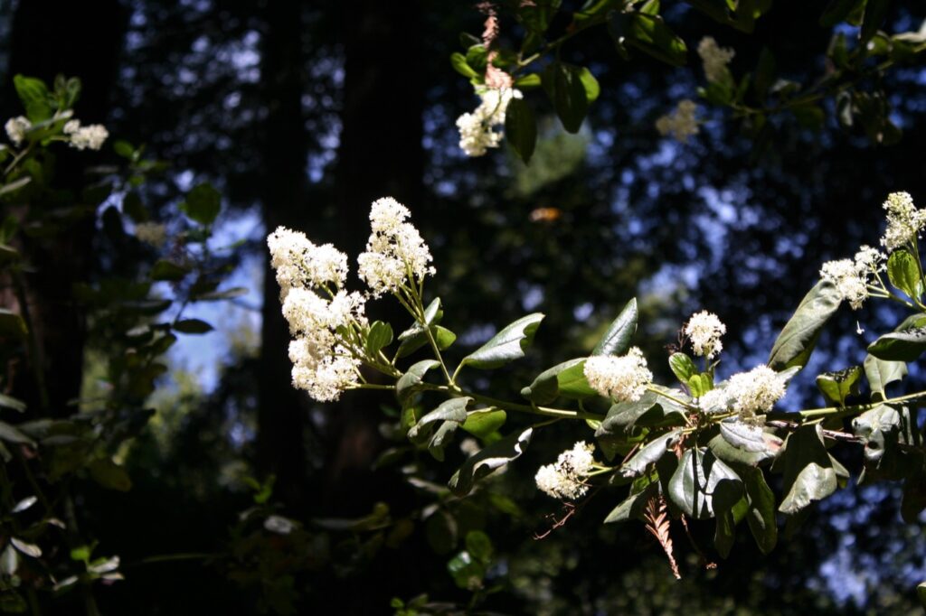 Ceanothus velutinus - tobacco bush