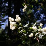 Ceanothus velutinus - tobacco bush