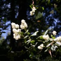 Ceanothus velutinus