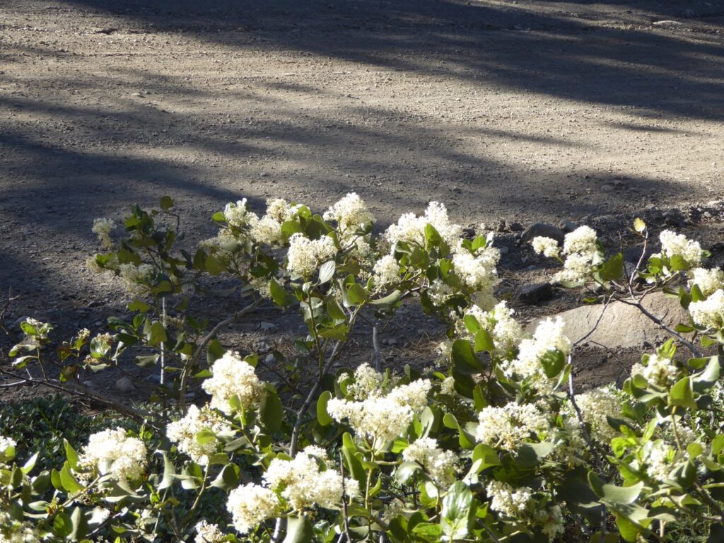 Ceanothus velutinus - tobacco bush