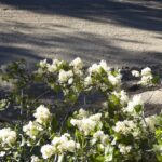 Ceanothus velutinus - tobacco bush