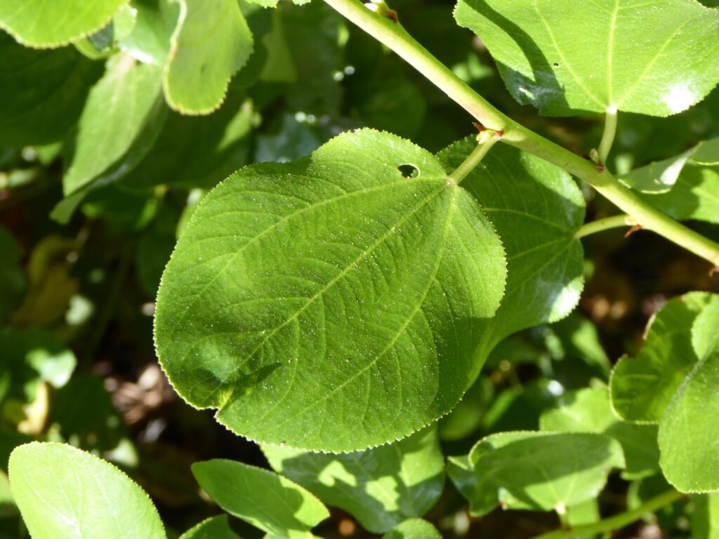 Ceanothus velutinus - tobacco bush