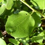 Ceanothus velutinus - tobacco bush