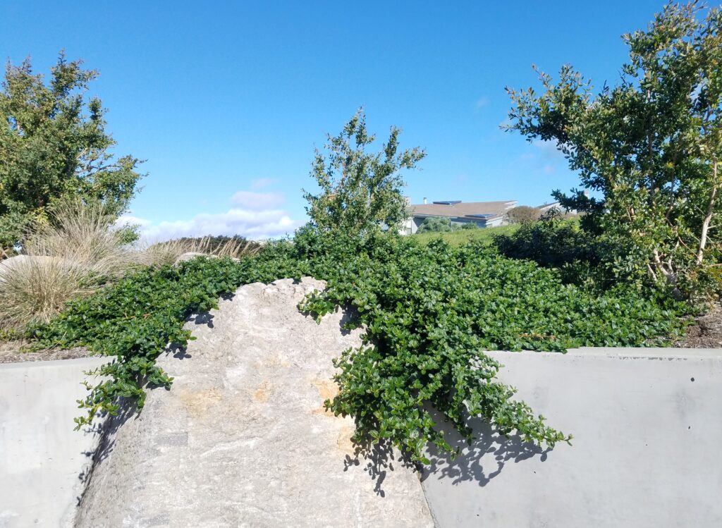 Ceanothus griseus var. horizontalis 'Yankee Point' - Carmel ceanothus