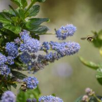 Ceanothus griseus var. horizontalis ‘Yankee Point’