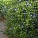 Ceanothus griseus var. horizontalis 'Yankee Point' - Carmel ceanothus