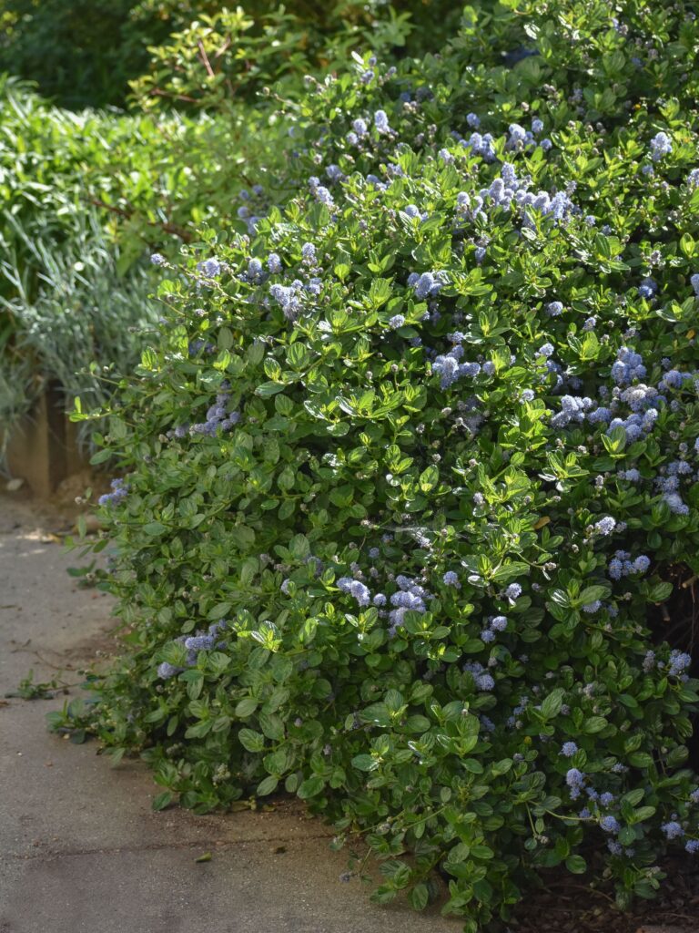 Ceanothus griseus var. horizontalis 'Yankee Point' - Carmel ceanothus