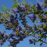 Ceanothus 'Ray Hartman' - California lilac