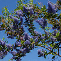 Ceanothus ‘Ray Hartman’