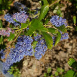 Ceanothus 'Ray Hartman' - California lilac