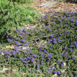 Ceanothus 'Centennial' - California lilac