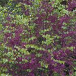 Cercis occidentalis - western redbud