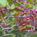 Cercis occidentalis - western redbud