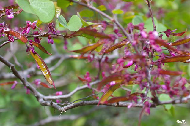 Cercis occidentalis - western redbud