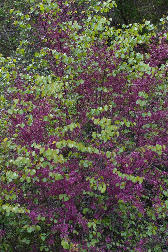 Cercis occidentalis - western redbud